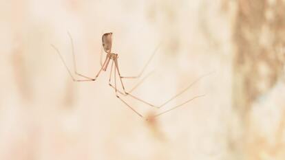 Daddylongleg Spiders - Control, Extermination, Removal